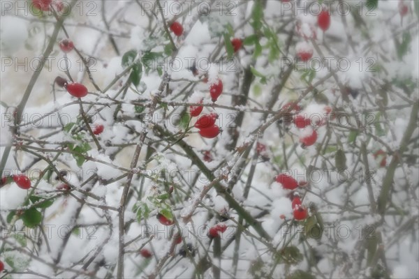 Rosehips in winter with snow