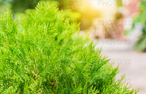 Araucaria pine leaves background with text space. Details of araucaria leaves with space for text