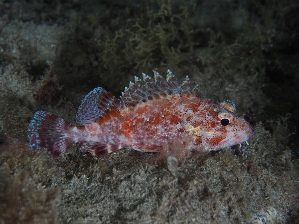 Madeira rockfish