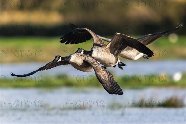 Canada Goose