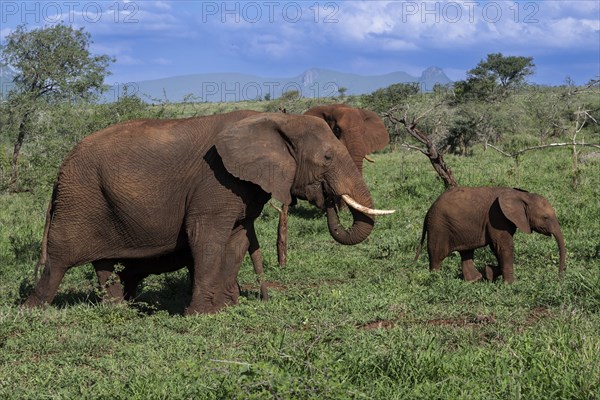 African elephant