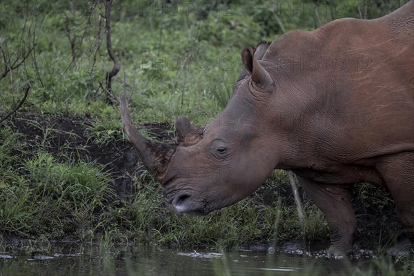 White rhinoceros