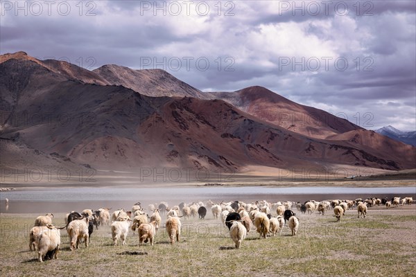 Changthangi or Changpa