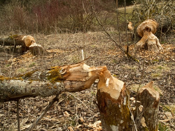 Trees gnawed by beavers