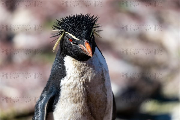 Southern rockhopper penguin