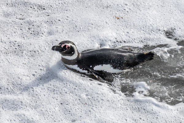 Magellanic penguin