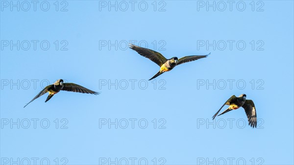 Rock parakeets