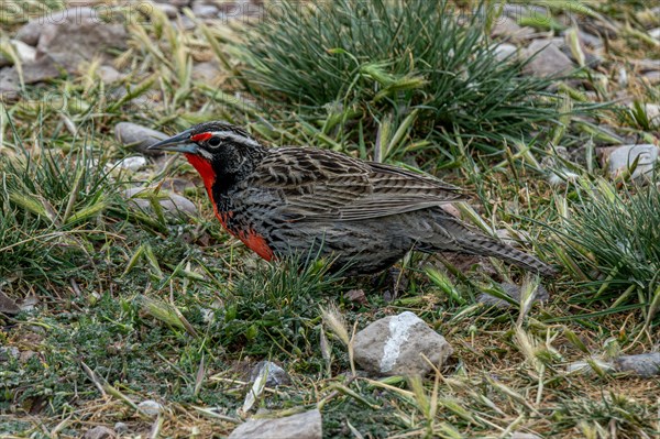 Long tailed meadowlark