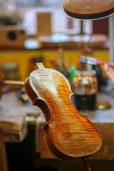 Senior expert violin maker luthier varnish with brush classic handmade violin paint natural ingredient recipe in Cremona Italy home of best artisan of this kind