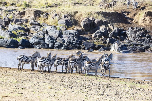 Plains zebra