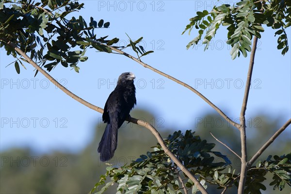 Smooth-billed Ani