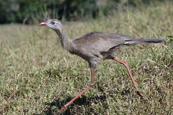 Red-legged Seriema