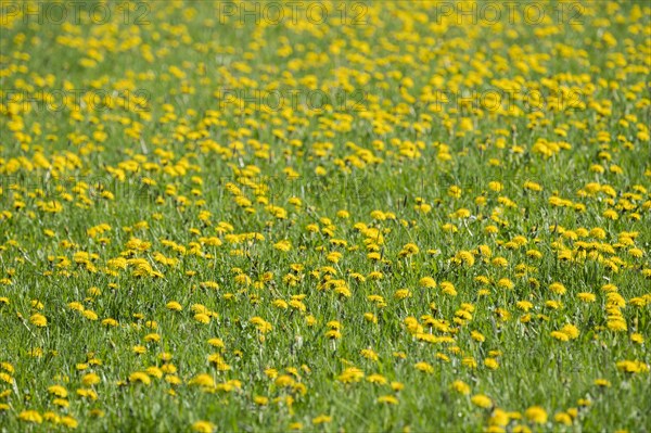 Meadow in spring with common dandelion