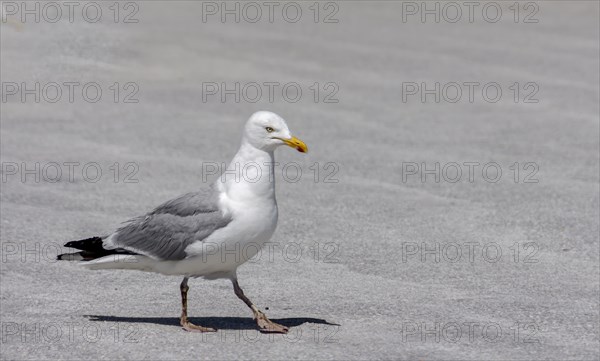 European herring gull