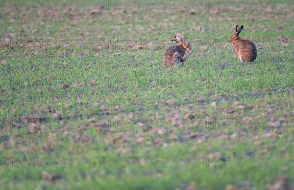 Pair of two brown hares