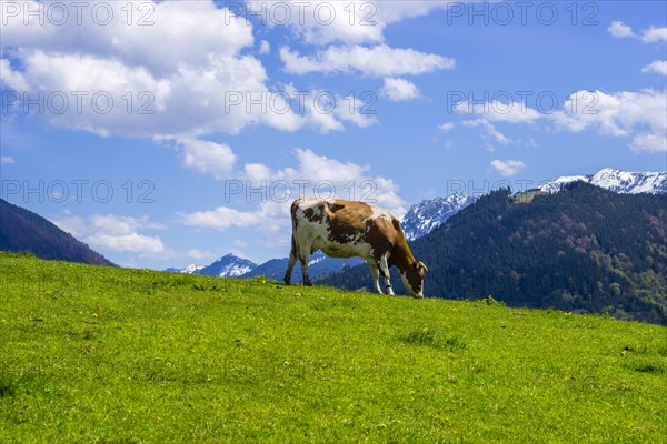 Cow in the pasture