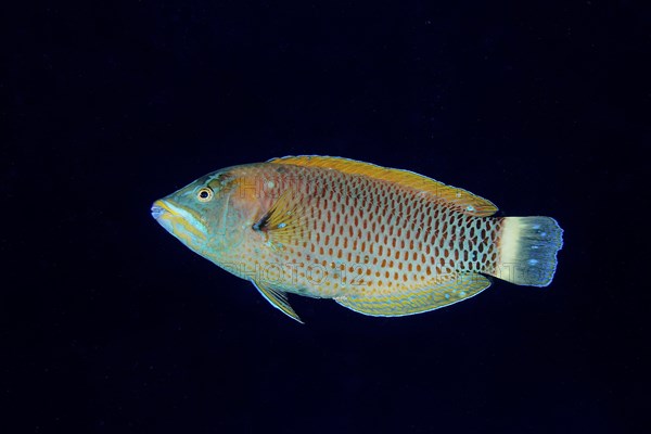 Chiseltooth wrasse