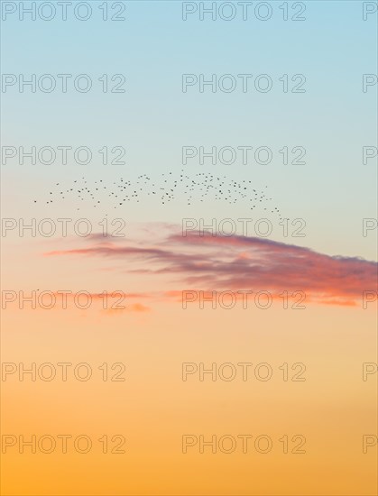 A flock of starlings or common starlings