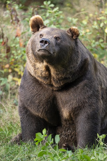 Brown bear