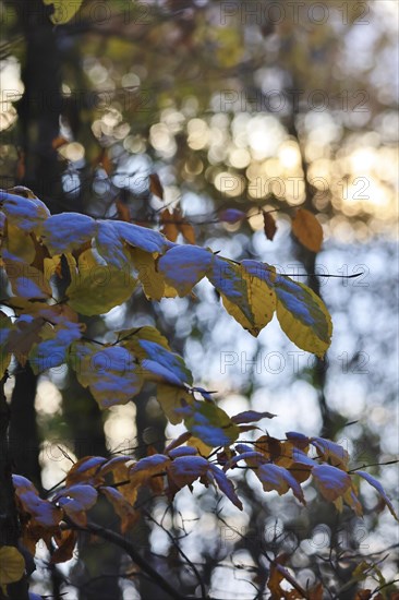 Trees in late autumn with first snow