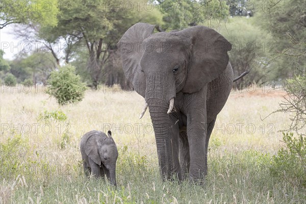 African elephant