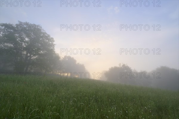 Meadow