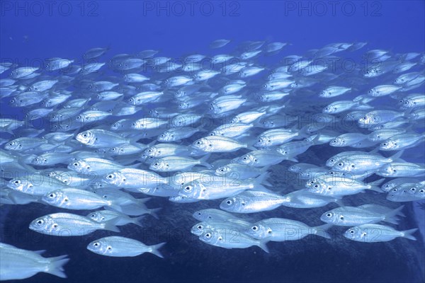 Shoal