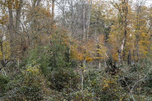 Hutewald forest in autumn