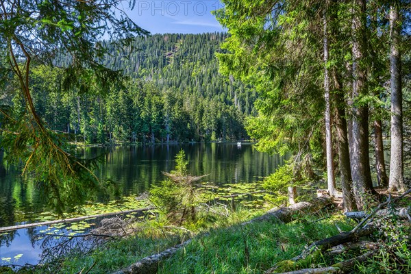 Nature reserve Grosser Arbersee with lake wall 1340m