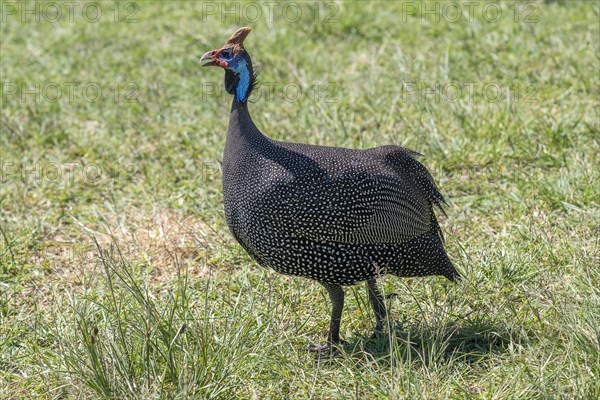 Helmeted guineafowls