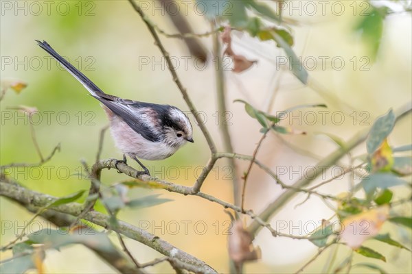 Long-tailed tit