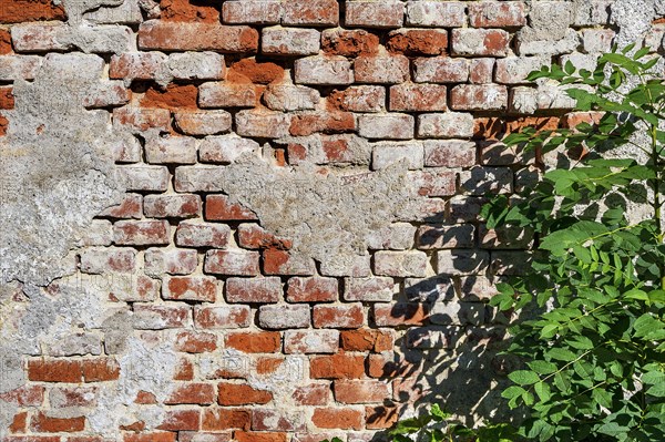 Crumbling plaster and brick wall with fresh greenery