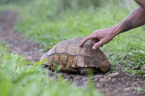 Leopard tortoise