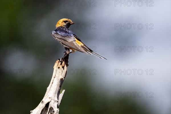 Lesser striped swallow