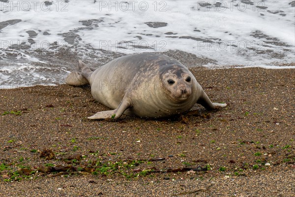 Southern elephant seal