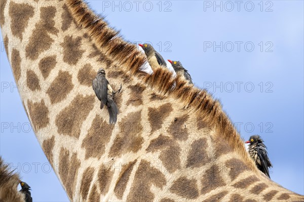 Red-billed oxpecker