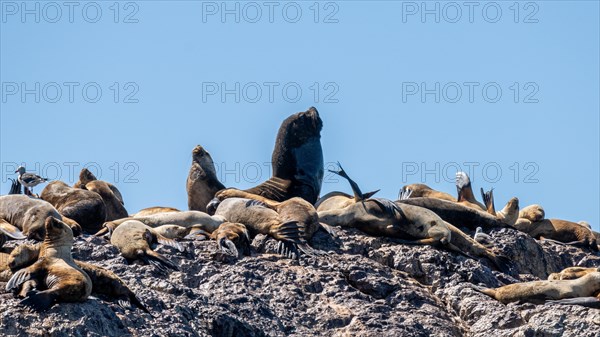 South American sea lion