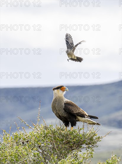 Crested caracara