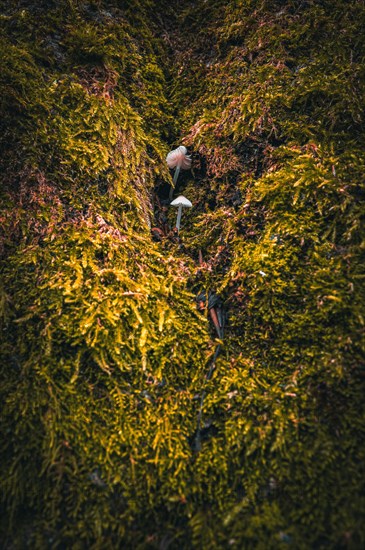 Small white fungi growing through the moss-covered bark of a beech