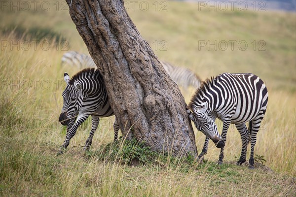 Plains zebra