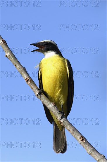 Great Kiskadee