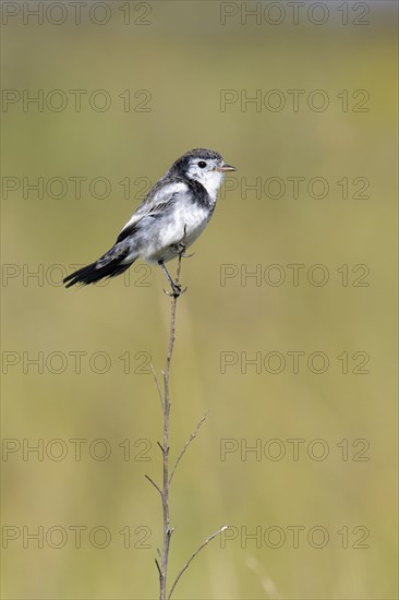 Cock-tailed Tyrant