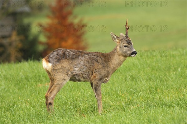 European roe deer