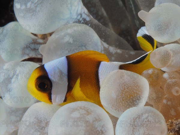 Juvenile red sea clownfish