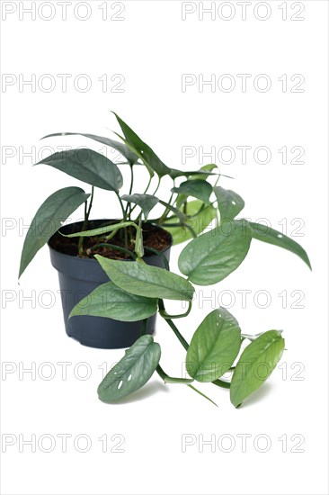 Potted tropical 'Epipremnum Pinnatum Cebu Blue' houseplant with silver-blue leaves on white background