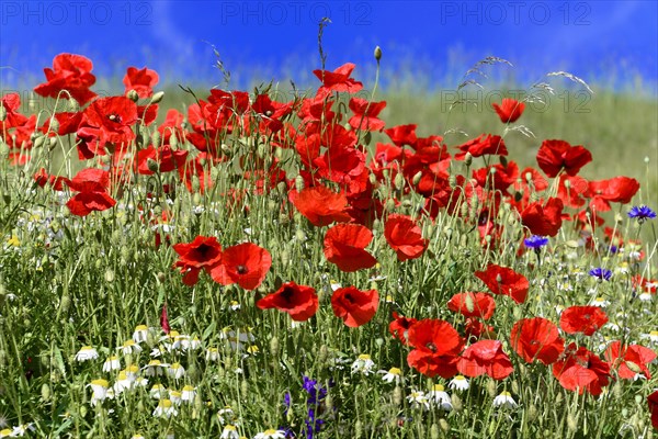 Poppy flowers