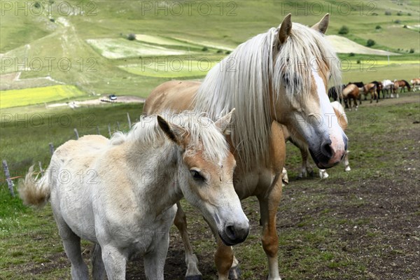 Haflinger horses and others