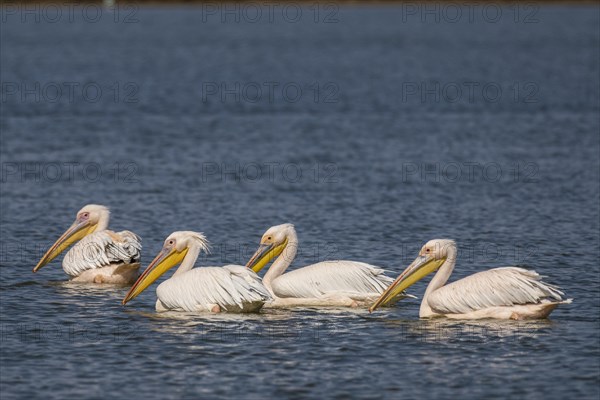 Great white pelican