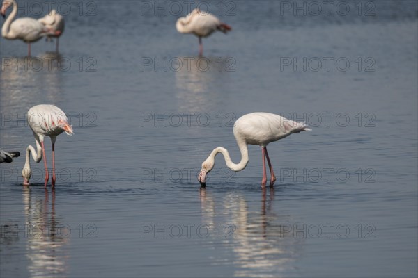 Flamingos