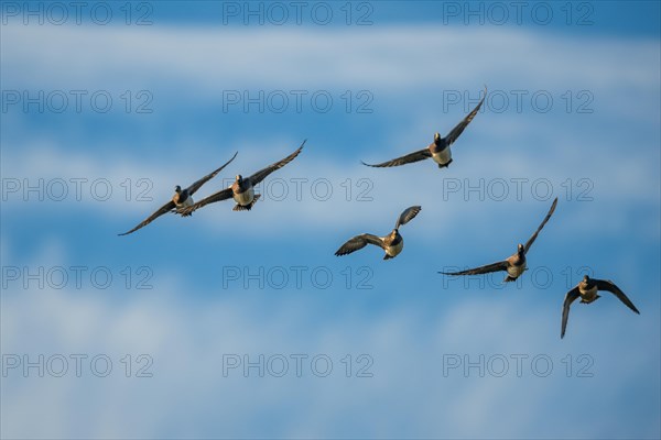 Eurasian Wigeon